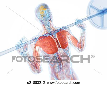 Drawing - Weightlifter, artwork. Fotosearch