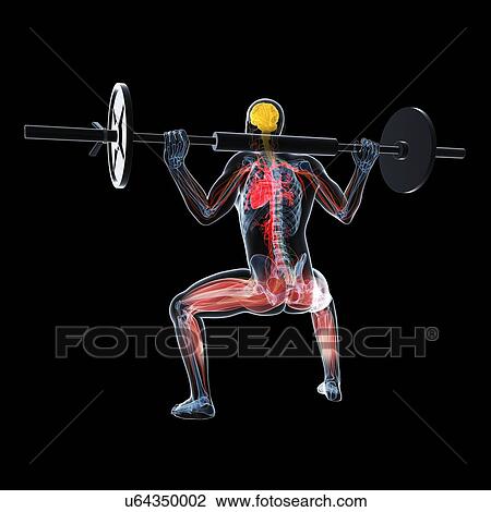 Weightlifter, artwork View Large Illustration Drawing - Weightlifter, artwork. Fotosearch