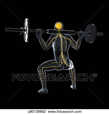 Drawing - Weightlifter, artwork. Fotosearch