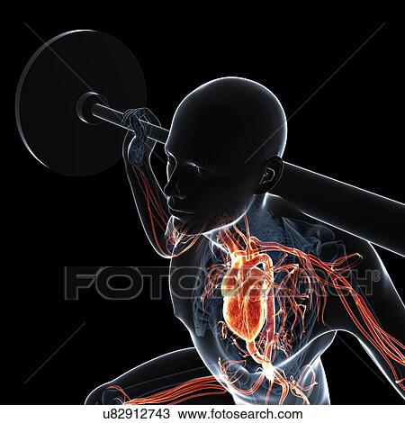 Drawing - Weightlifter, artwork. Fotosearch