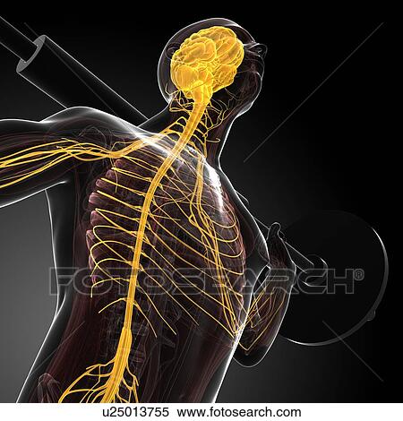 Stock Illustration - Weightlifter, artwork. Fotosearch