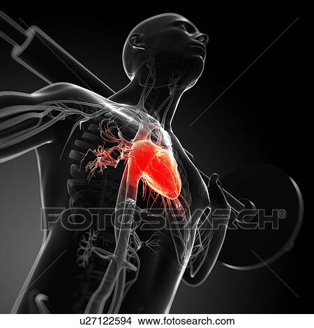 Weightlifter, artwork View Large Illustration Stock Illustration - Weightlifter, artwork. Fotosearch