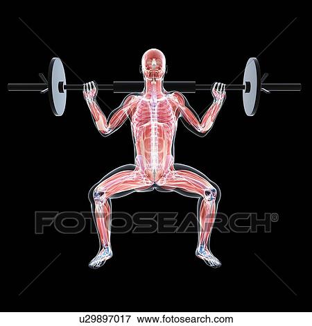 Weightlifter, artwork View Large Illustration Stock Illustration - Weightlifter, artwork. Fotosearch