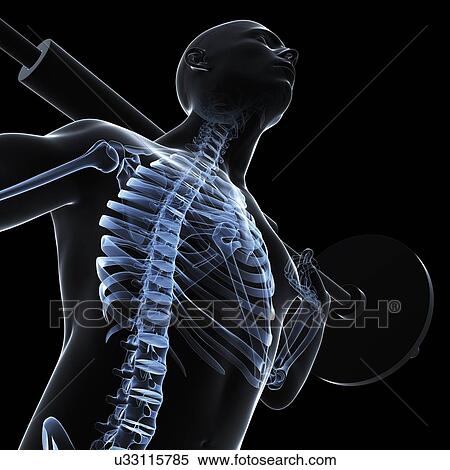 Stock Illustration - Weightlifter, artwork. Fotosearch