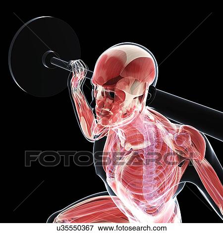 Weightlifter, artwork View Large Illustration Stock Illustration - Weightlifter, artwork. Fotosearch