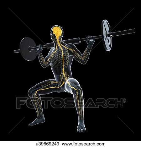 Weightlifter, artwork View Large Illustration Stock Illustration - Weightlifter, artwork. Fotosearch