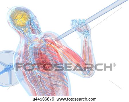Weightlifter, artwork View Large Illustration Stock Illustration - Weightlifter, artwork. Fotosearch