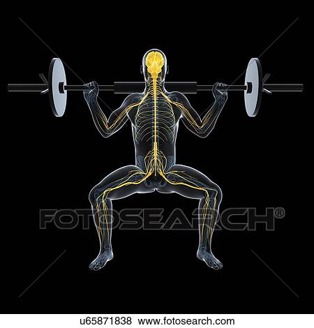 Weightlifter, artwork View Large Illustration Stock Illustration - Weightlifter, artwork. Fotosearch
