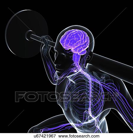 Weightlifter, artwork View Large Illustration Stock Illustration - Weightlifter, artwork. Fotosearch