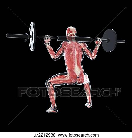 Weightlifter, artwork View Large Illustration Stock Illustration - Weightlifter, artwork. Fotosearch