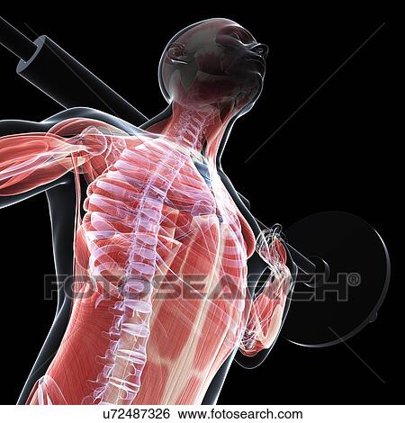 Weightlifter, artwork View Large Illustration Stock Illustration - Weightlifter, artwork. Fotosearch