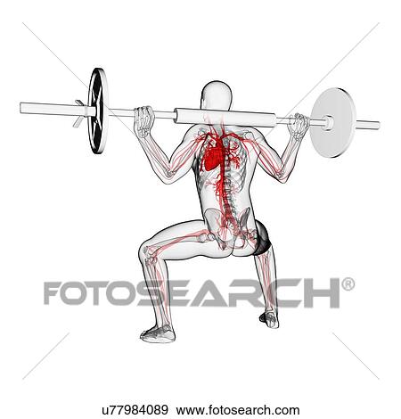 Weightlifter, artwork View Large Illustration Stock Illustration - Weightlifter, artwork. Fotosearch