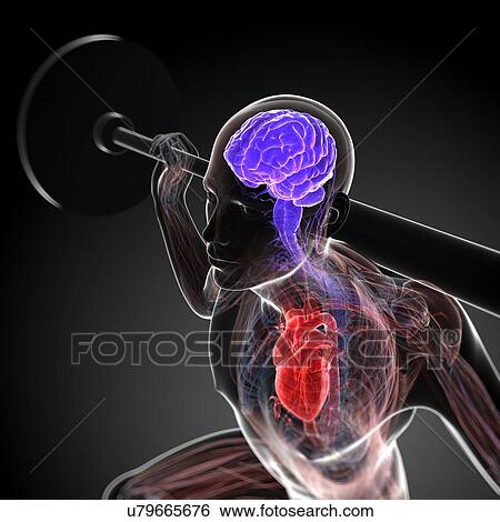 Stock Illustration - Weightlifter, artwork. Fotosearch