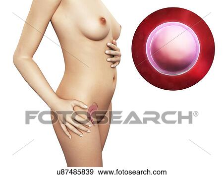 Woman and fertilised egg, artwork View Large Illustration Stock Illustration - Woman and fertilised egg, artwork. Fotosearch
