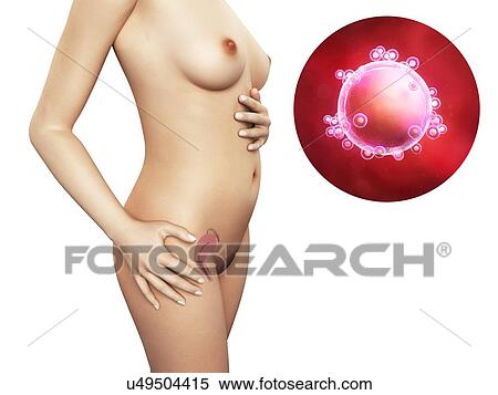 Stock Illustration - Woman and unfertilised egg, artwork. Fotosearch