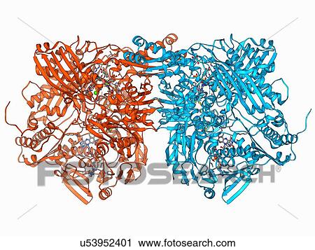 Xanthine dehydrogenase molecule View Large Illustration Clip Art - Xanthine dehydrogenase molecule. Fotosearch