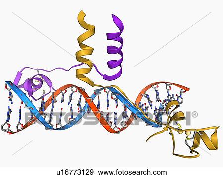 Yeast DNA recognition, molecular model View Large Illustration Stock Illustration - Yeast DNA recognition, molecular model. Fotosearch