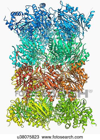 Yeast enzyme, molecular model View Large Illustration Drawing - Yeast enzyme, molecular model. Fotosearch