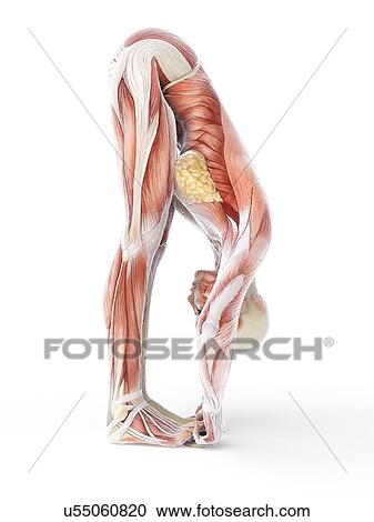 Clipart - Yoga, artwork. Fotosearch