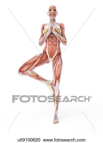 Clipart - Yoga, artwork. Fotosearch