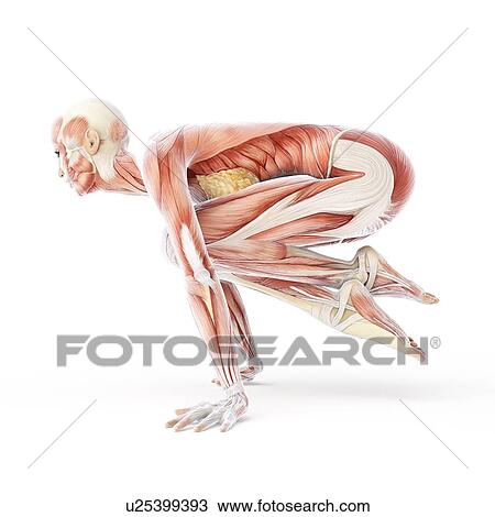 Drawing - Yoga, artwork. Fotosearch