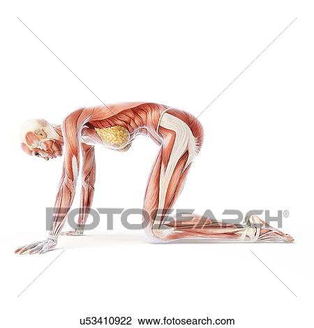Drawing - Yoga, artwork. Fotosearch