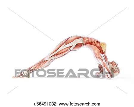 Drawing - Yoga, artwork. Fotosearch