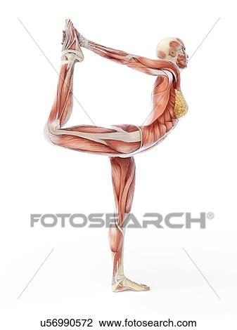 Yoga, artwork View Large Illustration Drawing - Yoga, artwork. Fotosearch