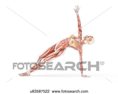 Drawing - Yoga, artwork. Fotosearch