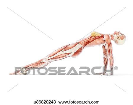 Drawing - Yoga, artwork. Fotosearch
