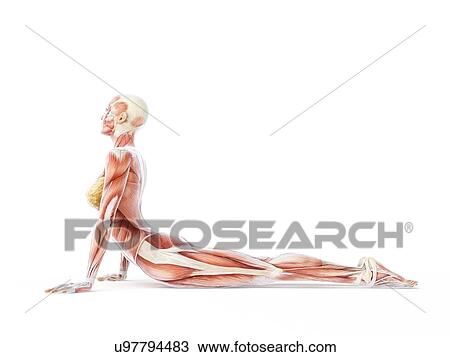 Drawing - Yoga, artwork. Fotosearch