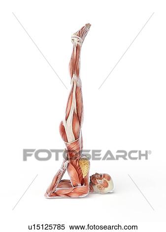 Stock Illustration - Yoga, artwork. Fotosearch