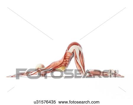 Stock Illustration - Yoga, artwork. Fotosearch