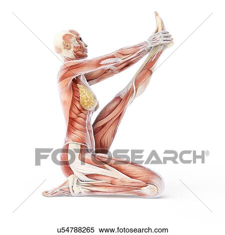 Stock Illustration - Yoga, artwork. Fotosearch
