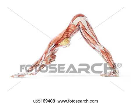 Yoga, artwork View Large Illustration Stock Illustration - Yoga, artwork. Fotosearch