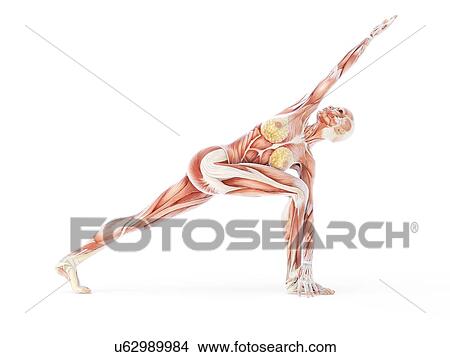 Yoga, artwork View Large Illustration Stock Illustration - Yoga, artwork. Fotosearch