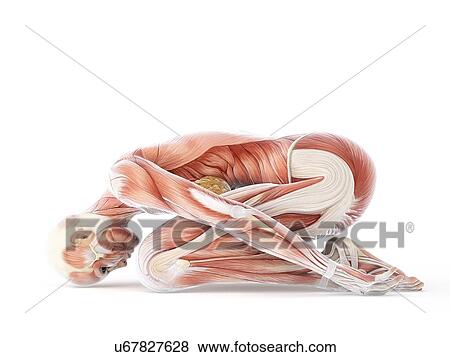 Yoga, artwork View Large Illustration Stock Illustration - Yoga, artwork. Fotosearch
