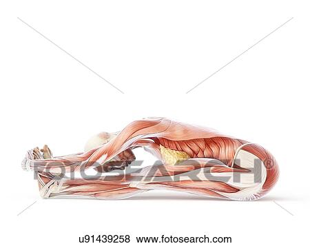 Stock Illustration - Yoga, artwork. Fotosearch