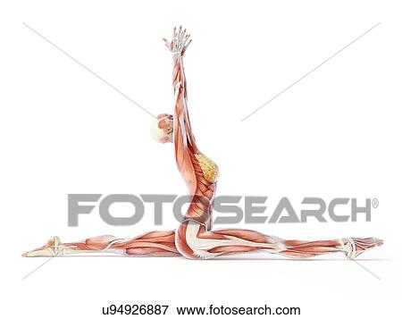 Stock Illustration - Yoga, artwork. Fotosearch