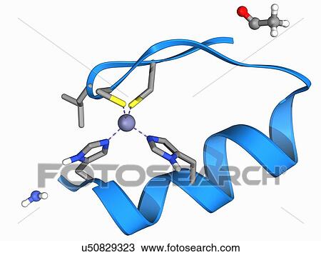 Zinc finger molecule View Large Illustration Drawing - Zinc finger molecule. Fotosearch