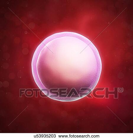 Drawing - Zygote, artwork. Fotosearch