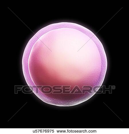 Stock Illustration - Zygote, artwork. Fotosearch