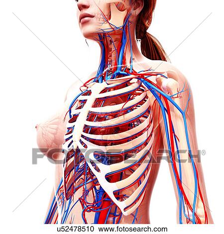ぜいたくイラスト 心臓 血管 解剖 ディズニー画像のすべて