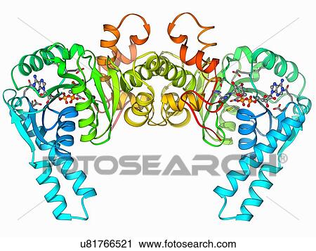 3-hydroxyacyl-CoA dehydrogenase View Large Illustration Clip Art - 3-hydroxyacyl-CoA dehydrogenase. Fotosearch