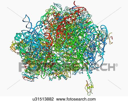 Drawing - 70S ribosome, molecular model. Fotosearch