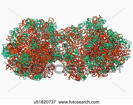 70S ribosome, molecular model View Large Illustration Stock Illustration - 70S ribosome, molecular model. Fotosearch