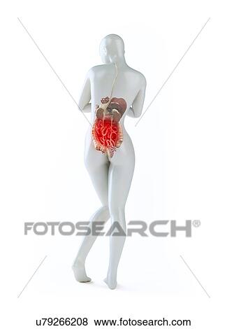 Abdominal pain, conceptual artwork View Large Illustration Stock Illustration - Abdominal pain, conceptual artwork. Fotosearch