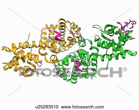 Clipart - Adenovirus protein and tumor suppressor. Fotosearch