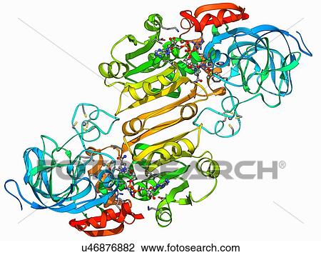 Drawing - Alcohol dehydrogenase molecule. Fotosearch