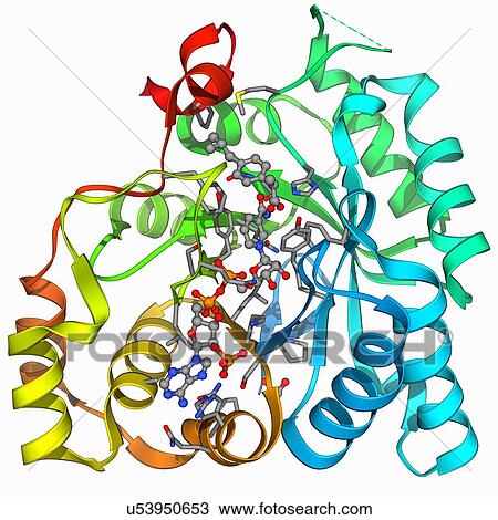 Aldo-keto reductase enzyme and ibuprofen View Large Illustration Drawing - Aldo-keto reductase enzyme and ibuprofen. Fotosearch